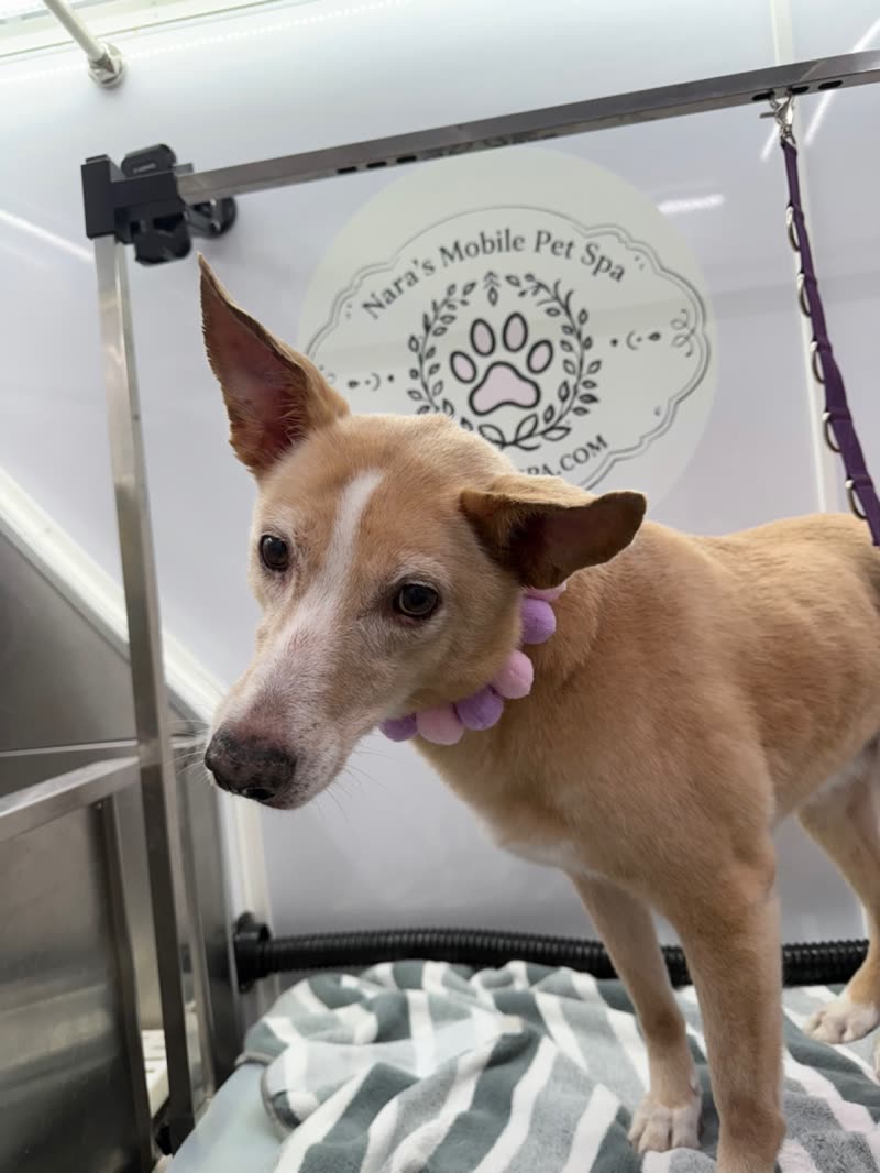 A tan dog standing under the grooming arm and loop inside the van, cropped to keep the burned-in words out of frame