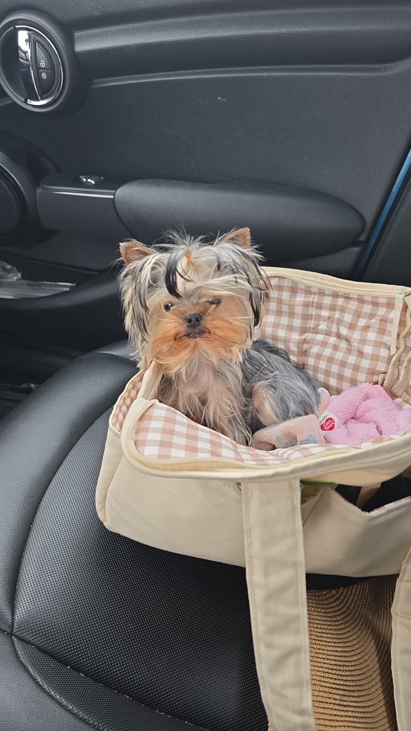 A Yorkshire terrier with a topknot sitting in a padded car seat on the way to its groom