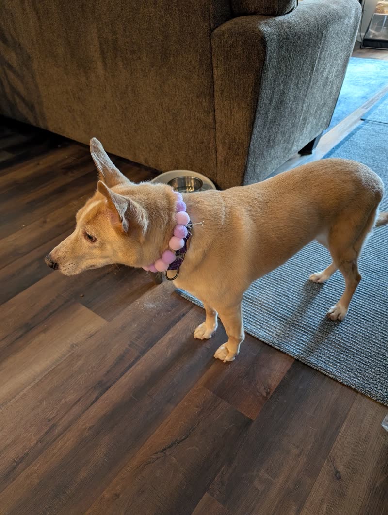 A small tan dog in a purple beaded collar standing on the wood floor at home after its groom