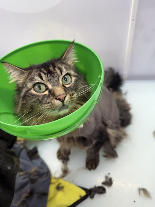 A long-haired tabby cat sitting in a green tub mid-bath