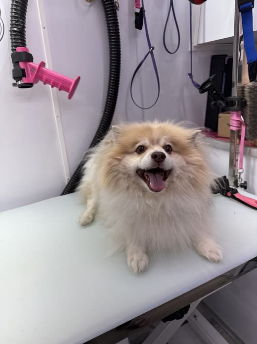 A fluffy Pomeranian being blow-dried on the grooming table