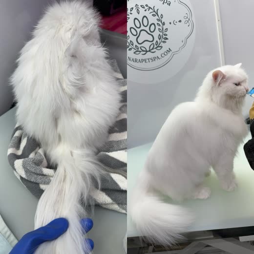A matted white long-haired cat being brushed out, and the same cat fluffy afterwards