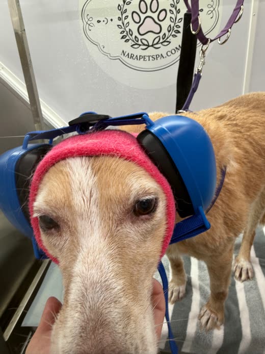 Close-up of a tan dog in a pink ear wrap, cropped tight to the face to drop the burned-in words