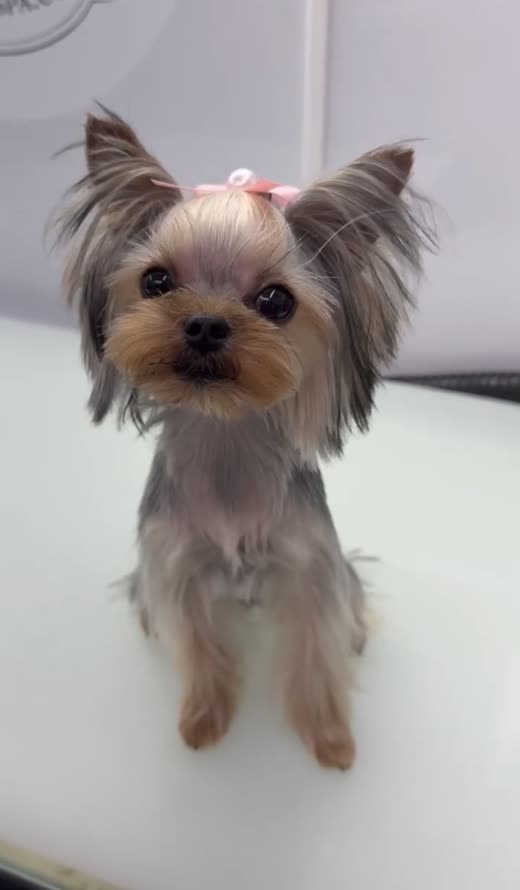 A Yorkshire terrier with a pink bow in its topknot on the grooming table